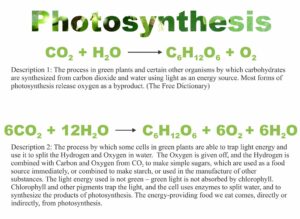 Hvorfor er fotosyntesen viktig?